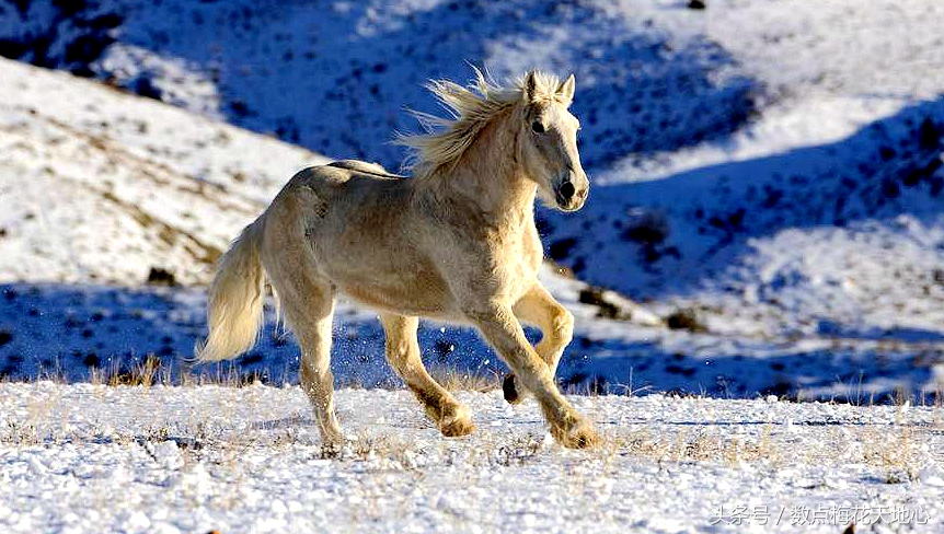 汉麒麟阁十二功臣,汉宣帝的麒麟阁十一功臣