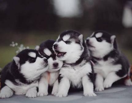 想养狗怕咬人,想养狗怕脏