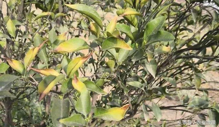 柑橘炭疽病怎样防治,柑橘炭疽病防治最佳方法