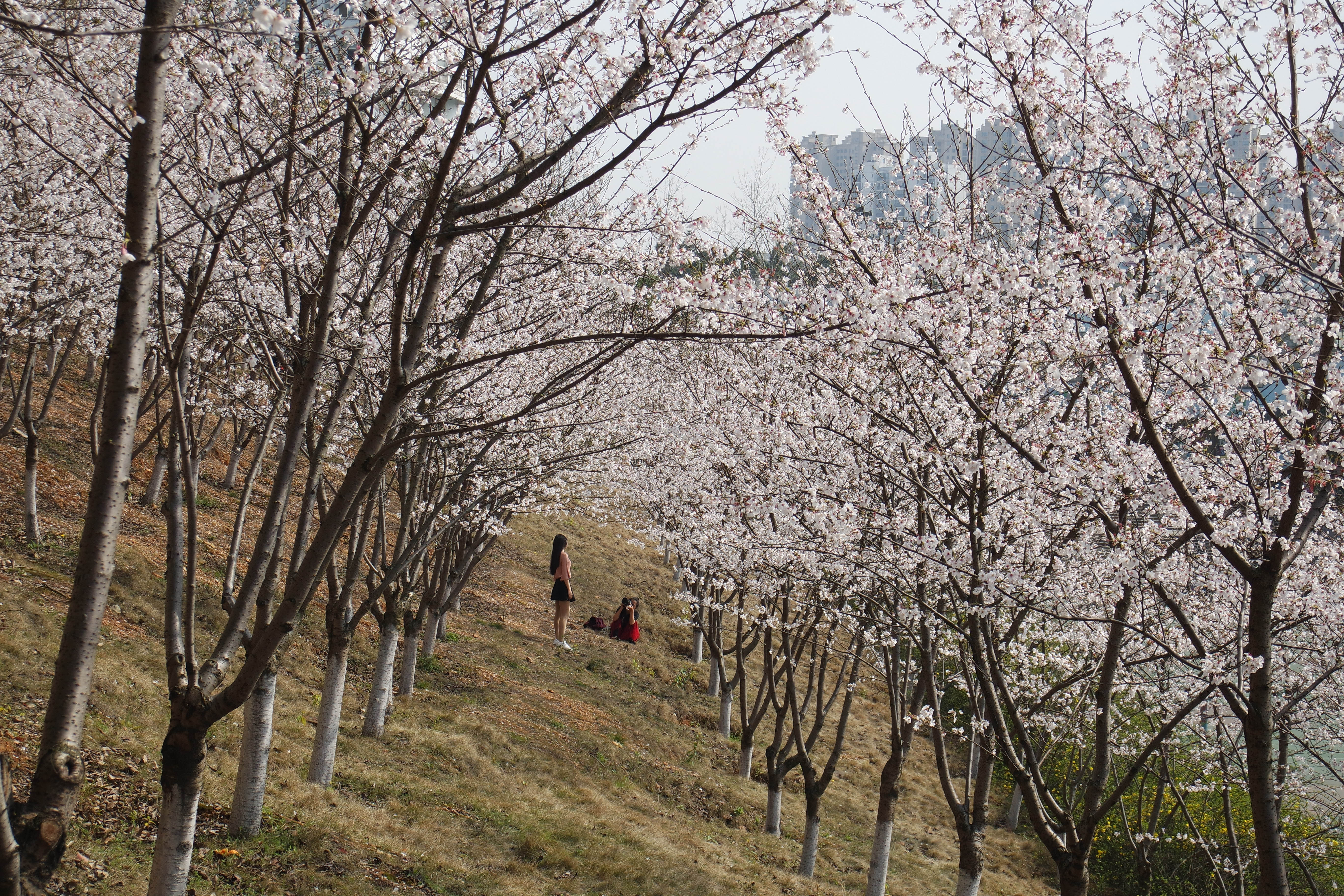 武昌理工学院樱花,武昌理工学院滚烫的青春