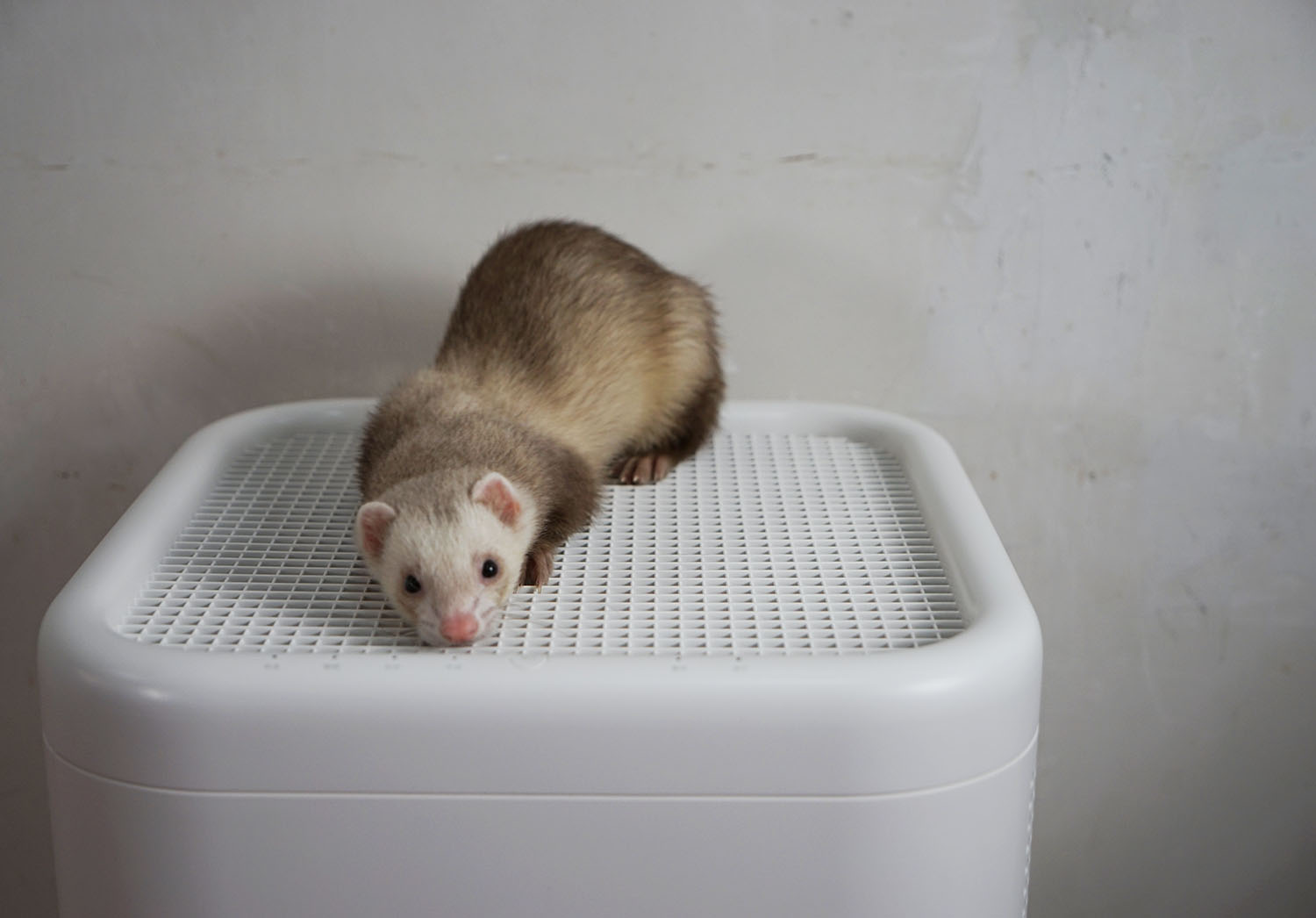 空气净化器除宠物屎味吗,空气净化器能去除宠物异味吗
