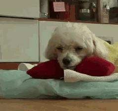 狗狗为什么直立行走,狗狗直立行走累不累