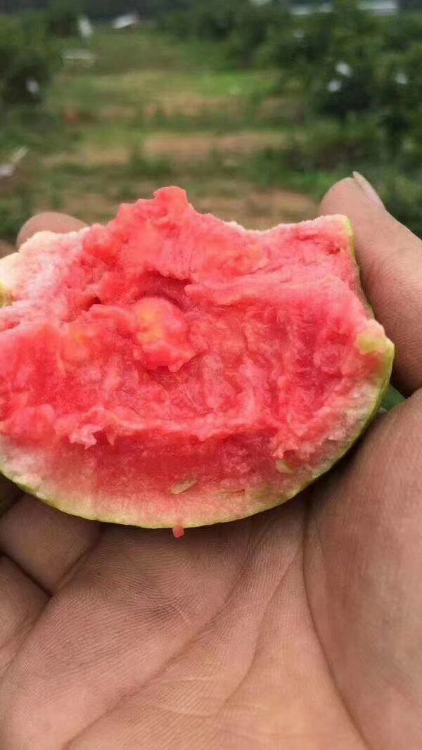 攀枝花哪个山上有红心果,四川攀枝花红心果