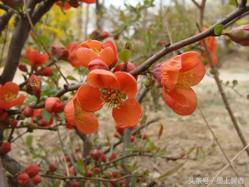 怡人的风景美景,湖南怡人园林