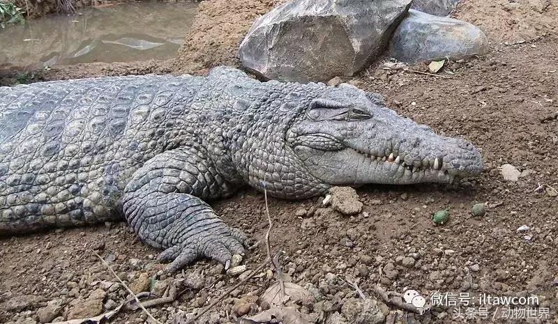 扬子鳄被称为古老的爬行动物,新生代爬行动物巨鳄