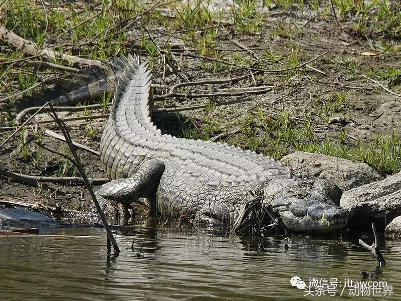 扬子鳄被称为古老的爬行动物,新生代爬行动物巨鳄
