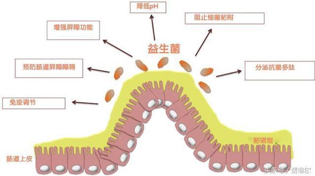 灭活益生菌产品特点优势,全球益生菌产业