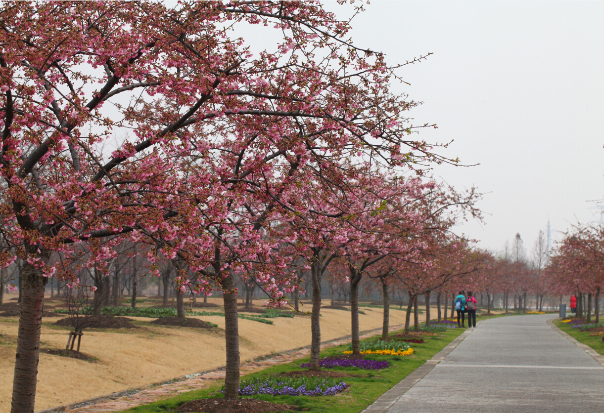 不用去日本不用去武汉就能看樱花,不用去日本也可以看到的风景