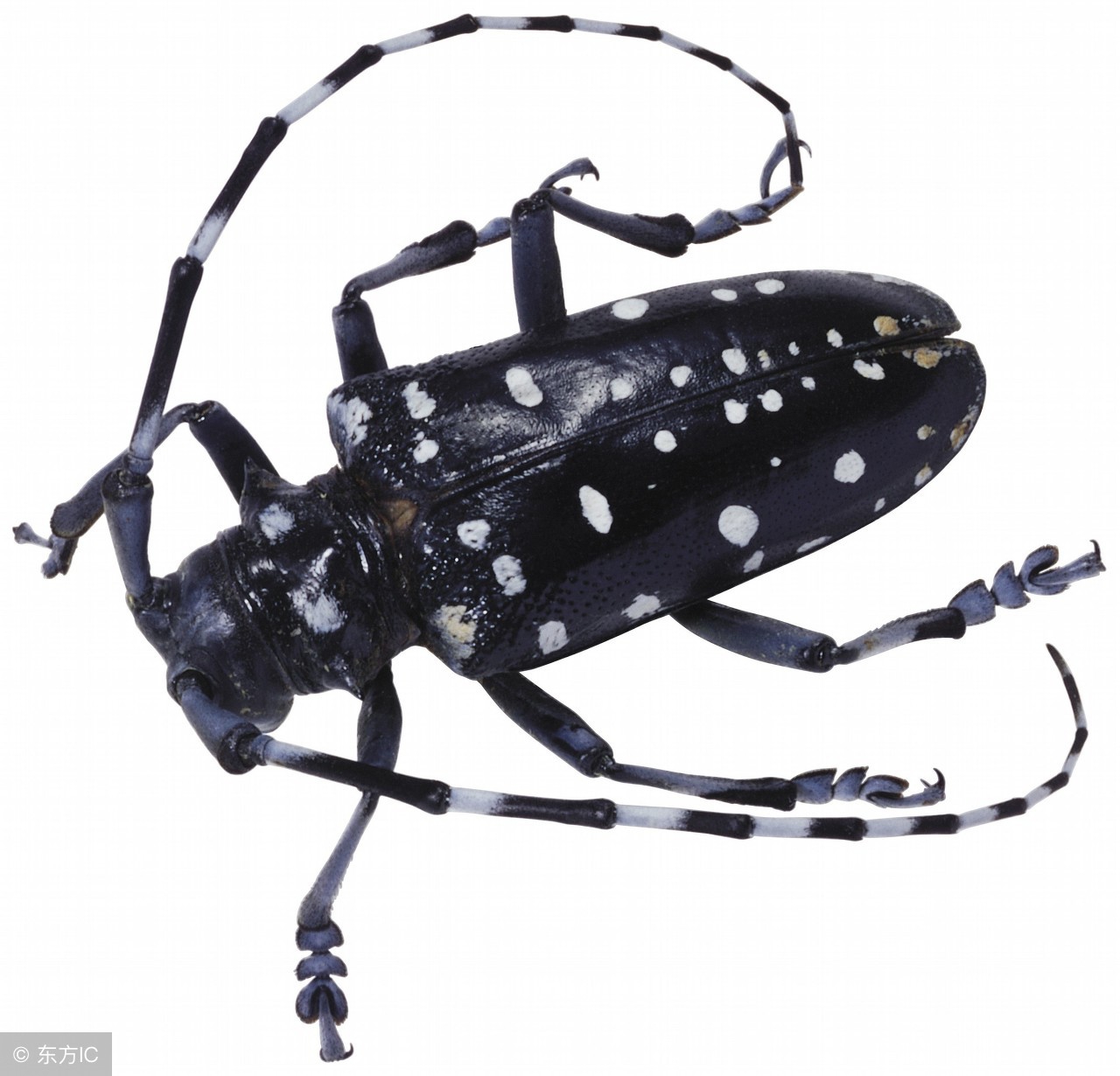 樱花树天牛幼虫防治,树虫天牛怎么消灭最有效