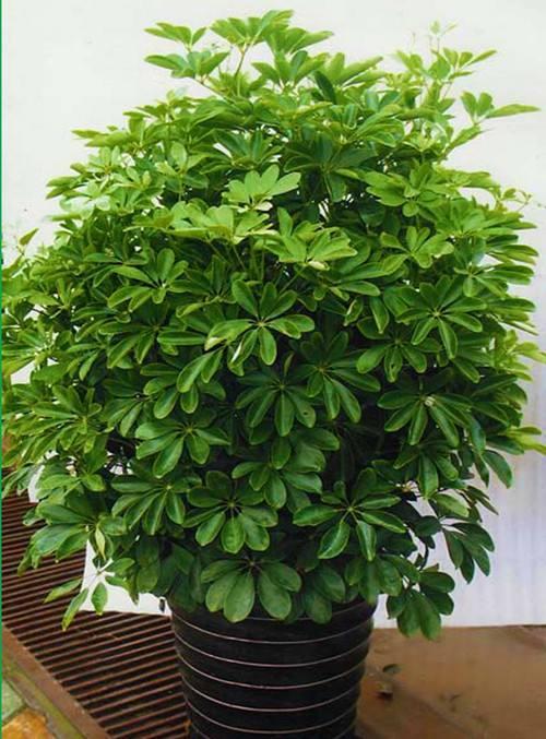 招财树如何招财,招财树知识