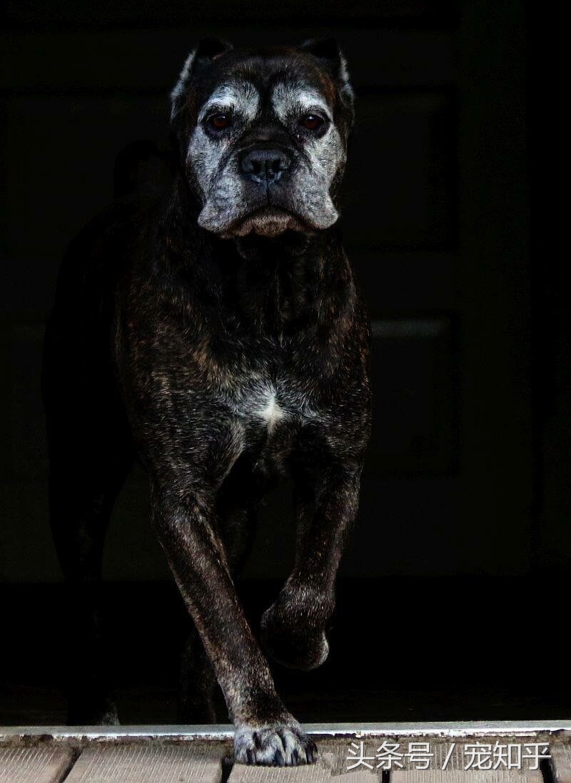 当卡斯罗丧失斗犬本能时.....该怎么办？