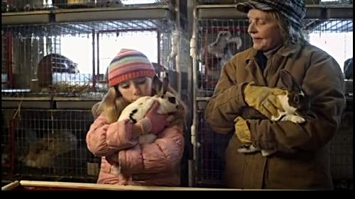 关于兔子的动画电影推荐,关于兔的16部电影