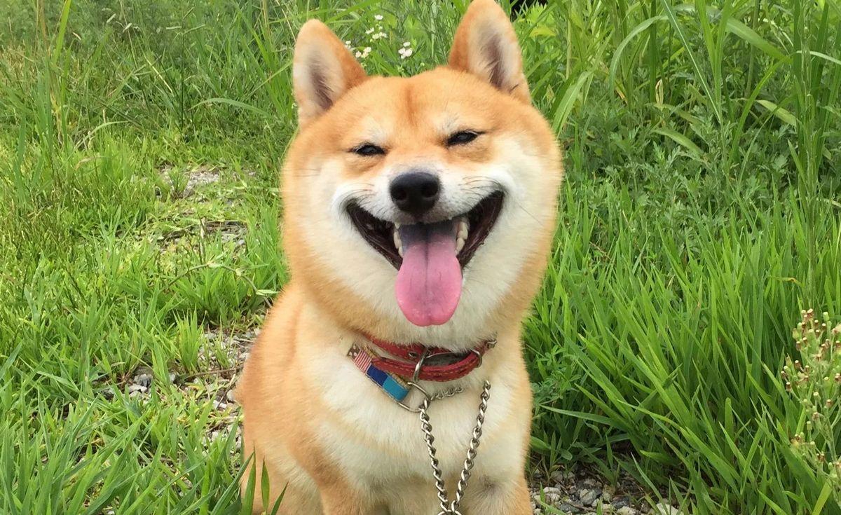 最受欢迎的前十种狗狗,最受欢迎的10种狗狗排行榜