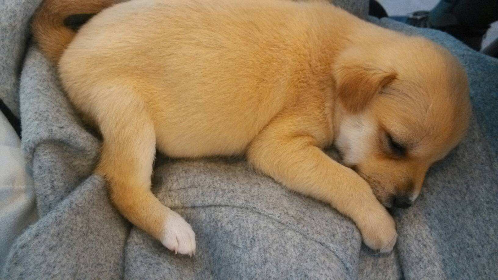 最受欢迎的狗狗十大排名,最受喜爱的狗狗排名