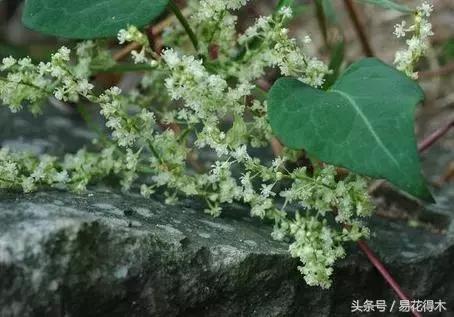 山乌龟怎么养才长得好看,山乌龟大小有区别吗怎么养