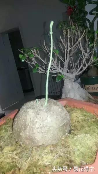 绿植山乌龟的养护方法有哪些,山乌龟的饲养方法与技巧