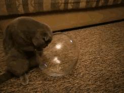 猫原来真的是液体做的,猫咪真的是用液体做的吗