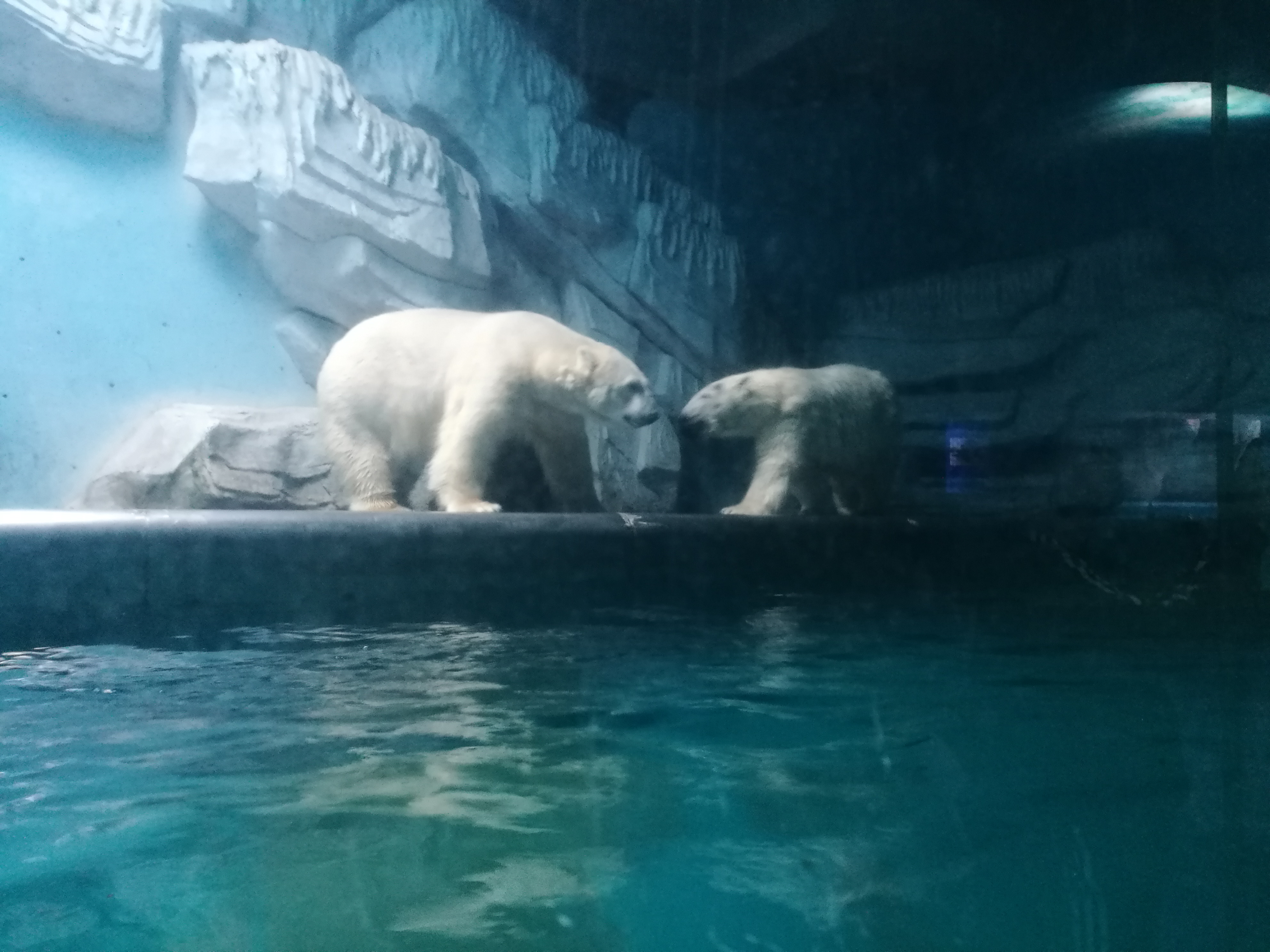 泉城海洋极地世界2018年,泉城海洋极地世界儿童的收费标准