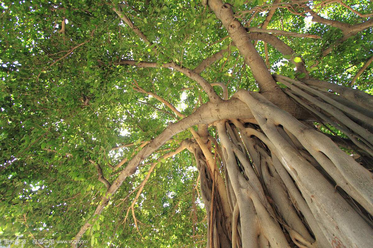 知道这是什么花吗,想知道这是什么花