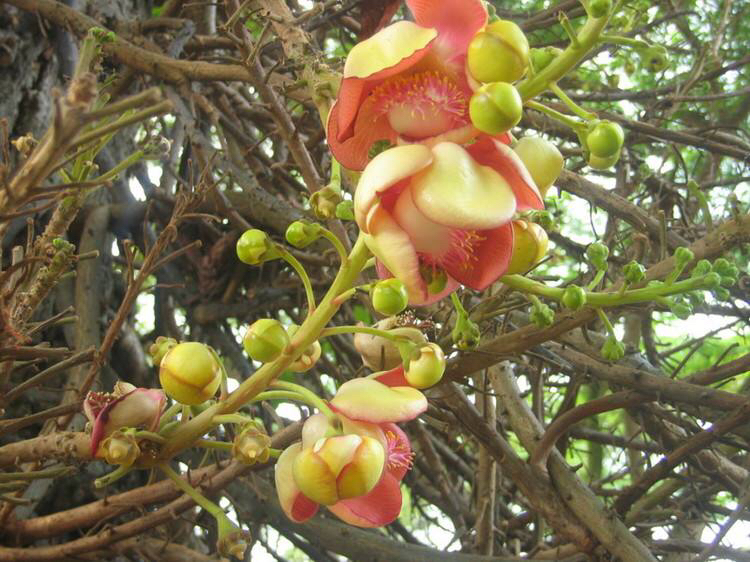 知道这是什么花吗,想知道这是什么花