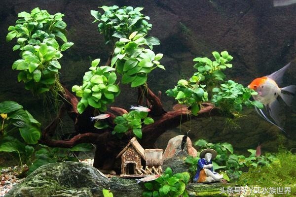 水草腐烂和溶叶,水草烂根发臭