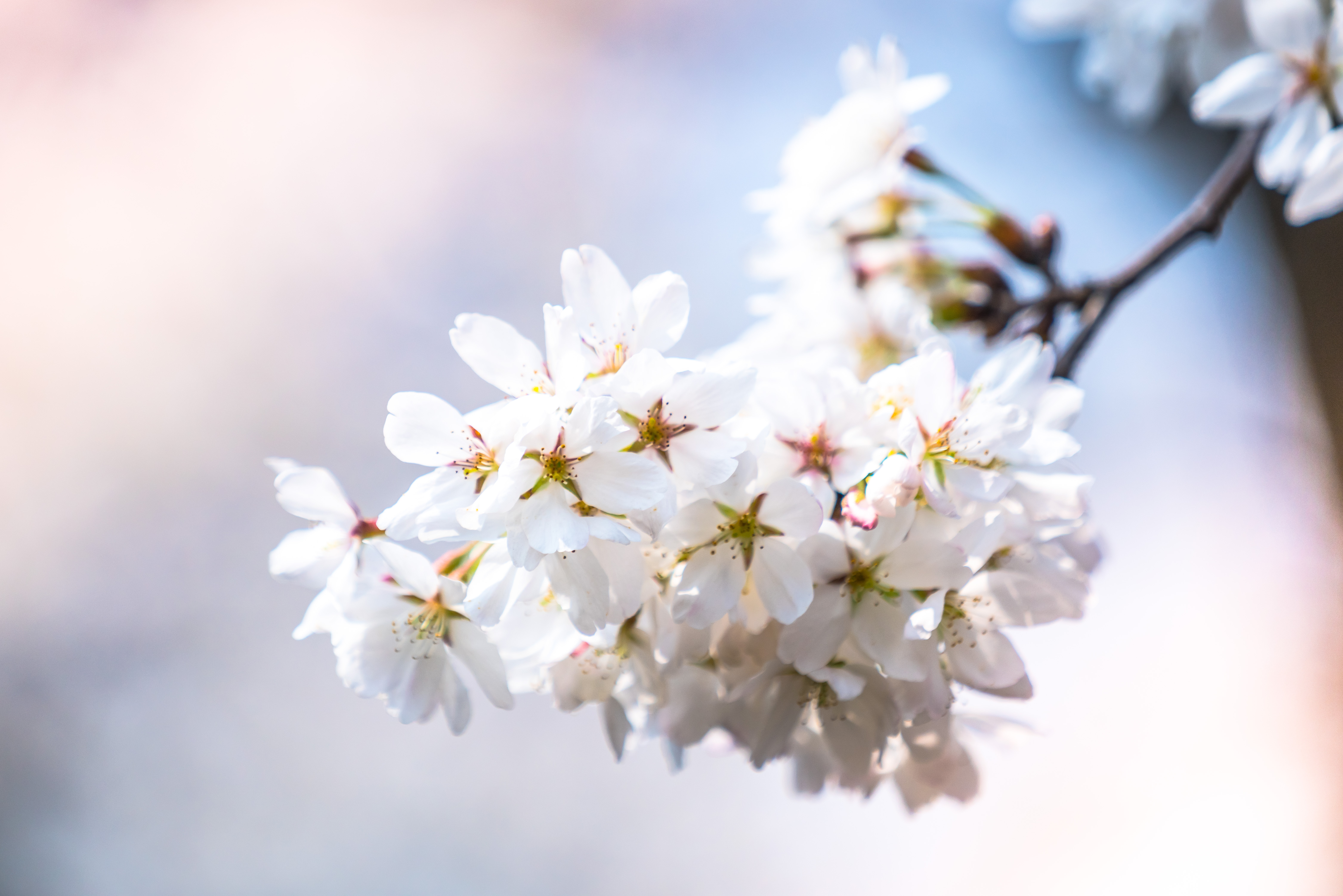 鲁迅公园上海梅花,上海鲁迅公园赏梅