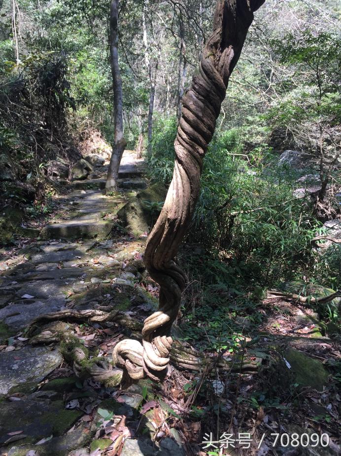 福州闽侯三叠井森林公园攻略,三叠井森林公园攻略