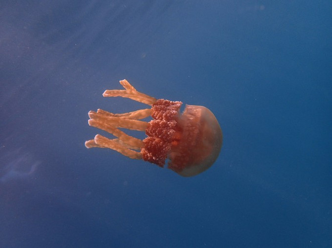 太平洋上的美丽岛屿,太平洋绝美海岛