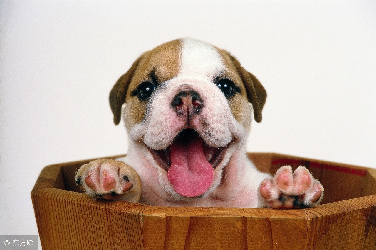 被爱犬踩到鞋子，他竟然吓到自杀！专家：这是一种病