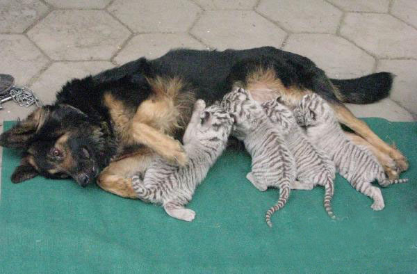 这不仅仅是一只牧羊犬，还是只会当“奶妈”的德牧