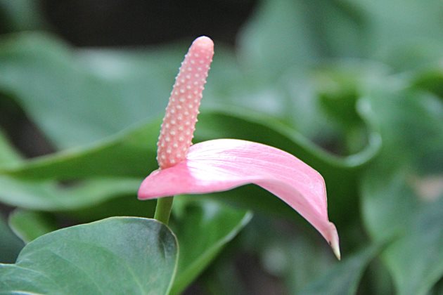 粉掌枯萎了,粉掌花枯萎