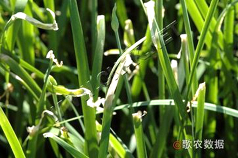 韭菜叶子蔫了怎么办,夏季韭菜如何防治枯萎病