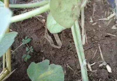 西瓜怎么种才结出的瓜多,西瓜怎么种才会结瓜多