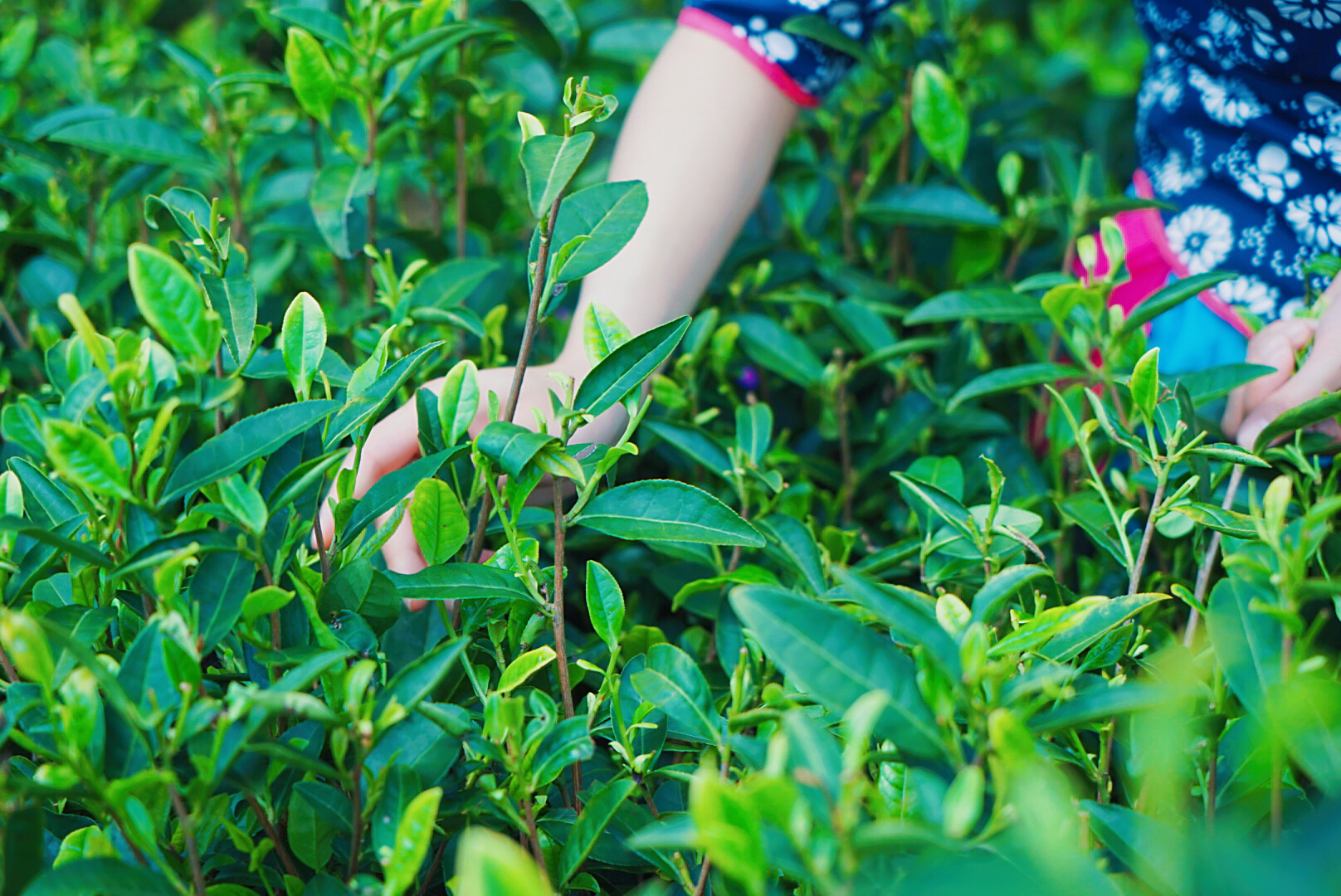 喜欢吃鸡蛋的和不喜欢吃鸡蛋的,为什么喜欢吃鸡蛋的人要多喝茶