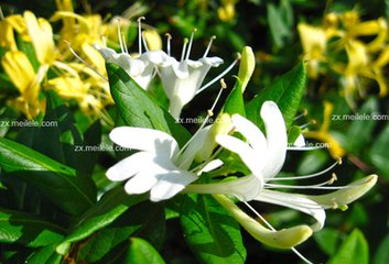 清热解毒之最金银花,金银花清热解毒中成药有哪些