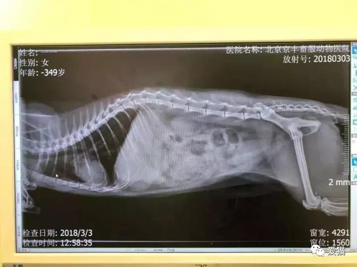 后院猫安乐死,在猫舍买的猫三天就死了