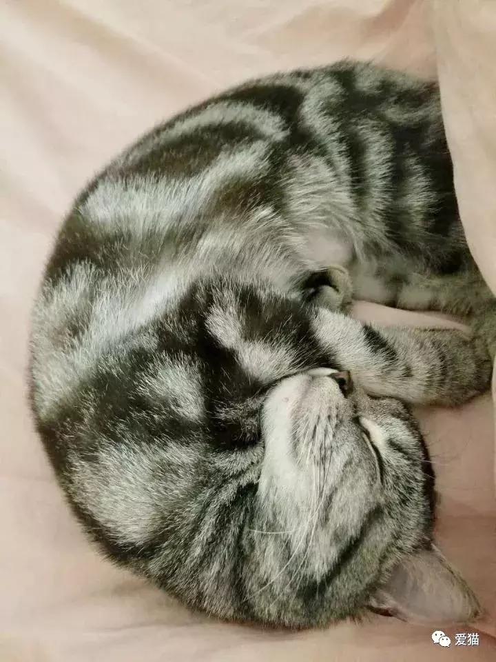 后院猫安乐死,在猫舍买的猫三天就死了