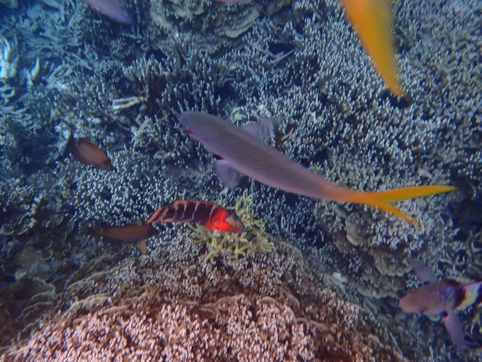 宝贝喜欢小金鱼,宝贝喜欢玩水