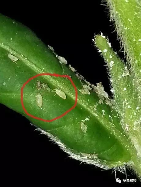 多肉里面的白色虫子爬得很快,多肉小球玫瑰长绿色虫子怎么办