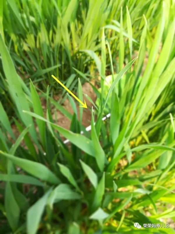 春暖花开别人出去春游,春暖花开溜娃的好地方