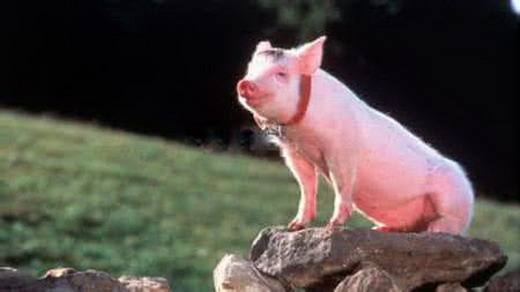 猪疾病的诊断和治疗,猪关节风湿怎么治