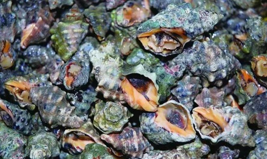 贝壳类海鲜最好吃有哪些,18款海鲜菜品分享给大家