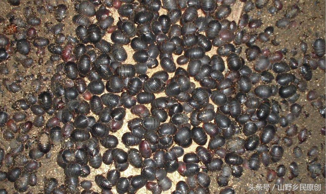 土元养殖被骗怎么处理,土元养殖骗局大揭秘央视