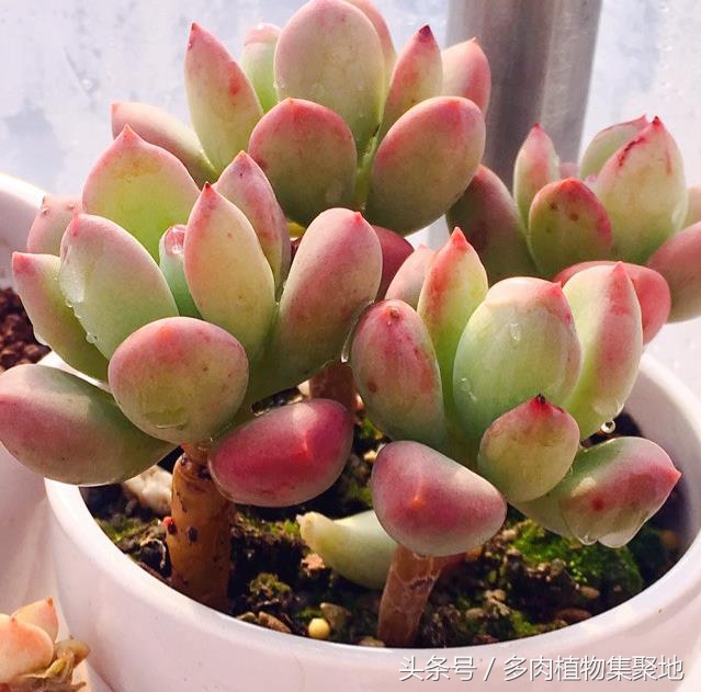 多肉主茎和叶片变黑,多肉植物黑化了怎么办