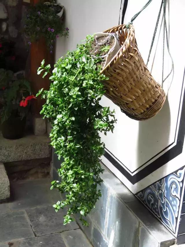 春来花自青秋至叶飘零原文解释,春来花自青秋至叶飘零出自哪里