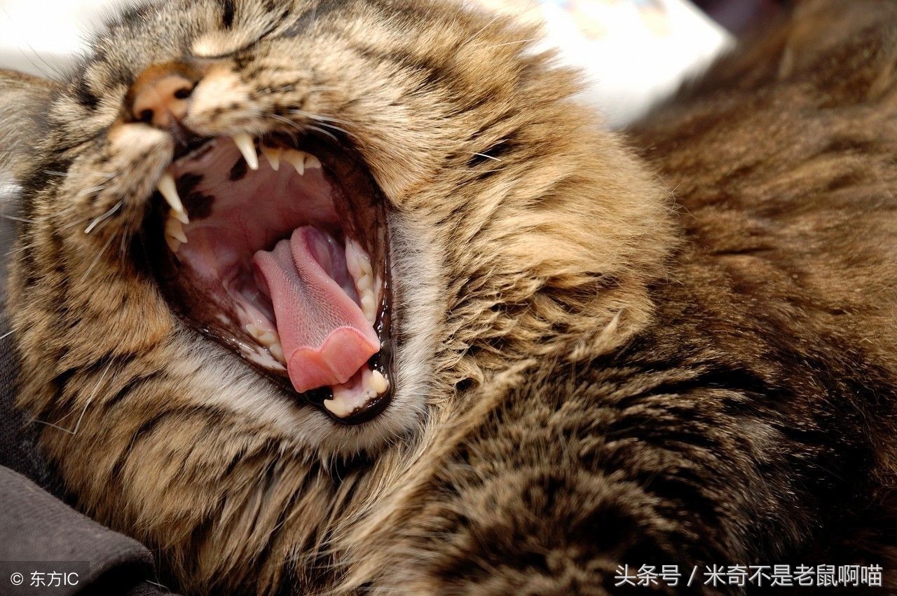 猫咪体内寄生虫怎么去除最有效,怎样预防猫咪身上的寄生虫