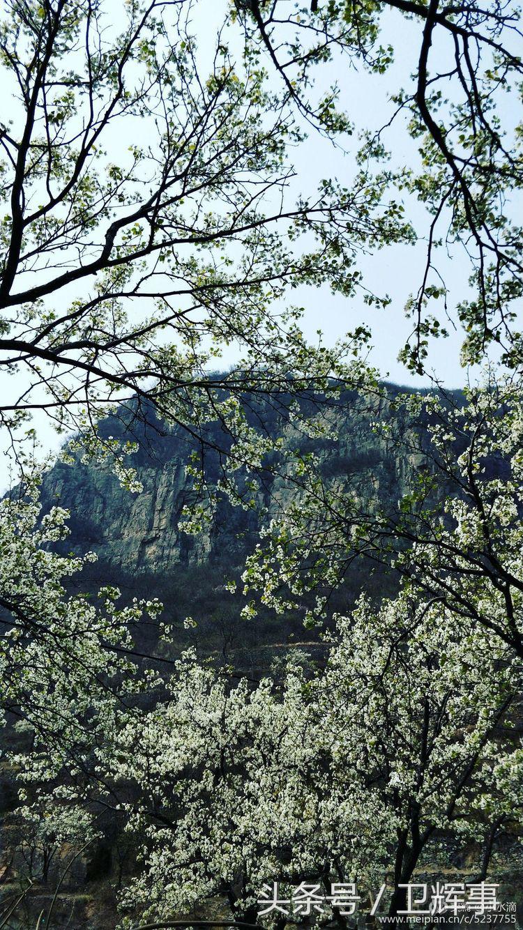 卫辉鲤鱼村道路两侧的千娇百媚……