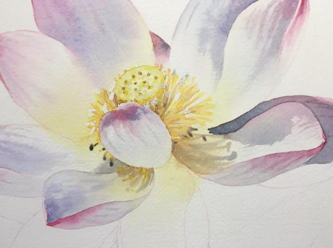 水彩夏天清新森系初学者荷花,水彩荷花画教程入门