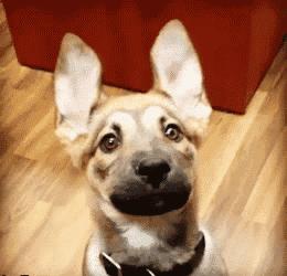 为什么狗狗害怕宠物店,为什么狗子到宠物店就乖乖的