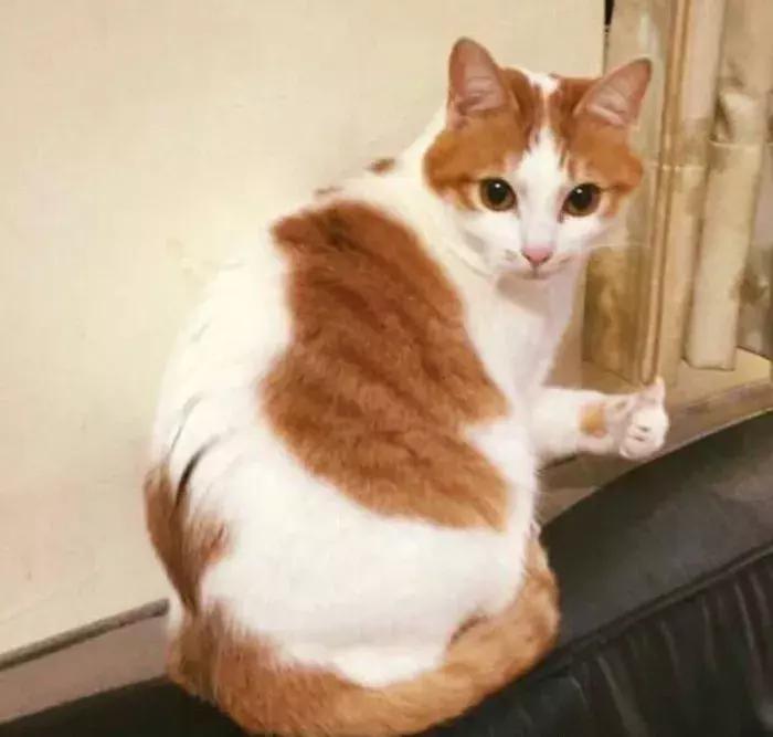 超级显白的口红推荐,这些口红颜色简直是黄皮救星